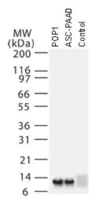 asc2 antibody